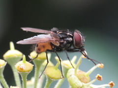 Graphomya maculata