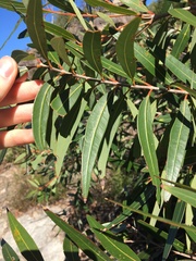 Angophora crassifolia