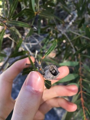 Angophora crassifolia