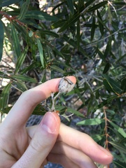 Angophora crassifolia
