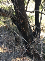 Angophora crassifolia