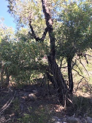 Angophora crassifolia