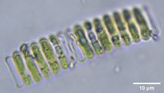 Scenedesmus