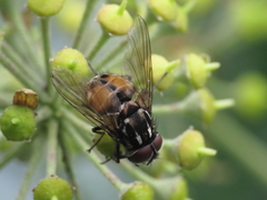 Graphomya maculata