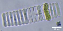 Scenedesmus