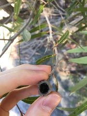 Angophora crassifolia