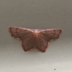 Chrysocraspeda cruoraria