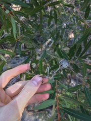 Angophora crassifolia