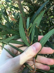 Angophora crassifolia