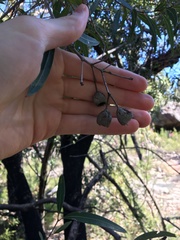 Angophora crassifolia