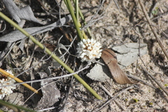 Lomandra juncea
