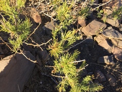 Asparagus retrofractus