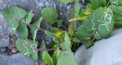 Phytomyza syngenesiae group