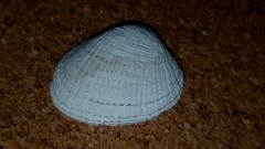 Irus griseus