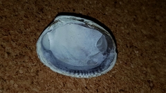 Irus griseus