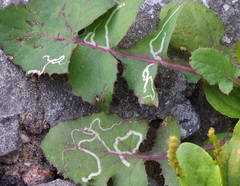 Phytomyza syngenesiae group