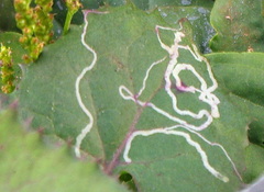 Phytomyza syngenesiae group