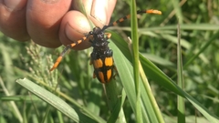 Dendrobias mandibularis