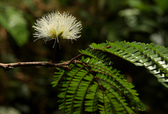 Albizia altissima