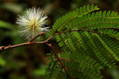 Albizia altissima