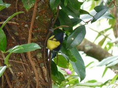 Machlolophus holsti