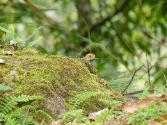 Abroscopus albogularis