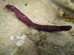 Leptosynapta dolabrifera