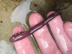 Leptosynapta dolabrifera