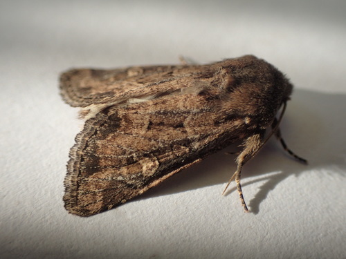 Flounced Rustic