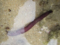 Leptosynapta dolabrifera