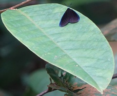 Pompelon marginata