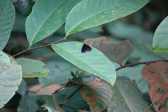Pompelon marginata