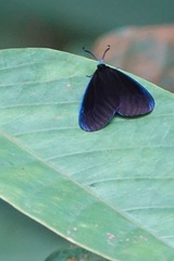 Pompelon marginata