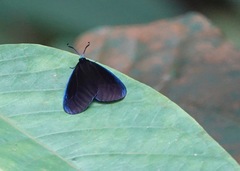 Pompelon marginata