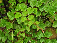 Rubus tricolor