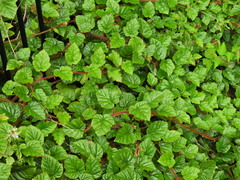 Rubus tricolor