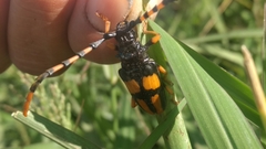 Dendrobias mandibularis