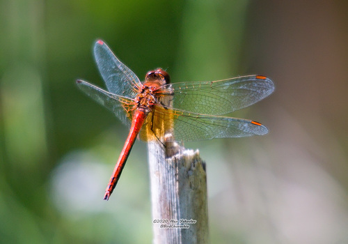 Geltonsparnė skėtė nuotrauka
