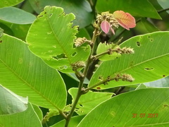 Bridelia retusa