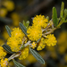 Acacia wilhelmiana - Photo (c) anthonypaul, alguns direitos reservados (CC BY-NC), uploaded by anthonypaul