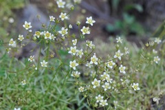Saxifraga aspera