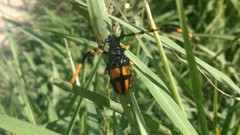 Dendrobias mandibularis