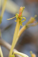 Dendrophthoe falcata