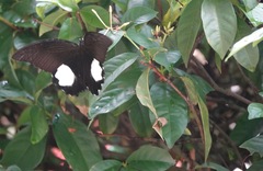Papilio iswara