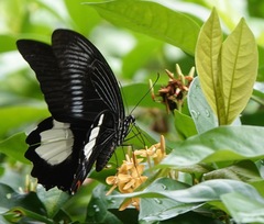 Papilio iswara