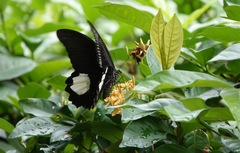 Papilio iswara