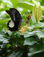 Papilio iswara