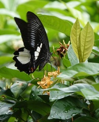 Papilio iswara