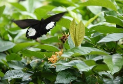 Papilio iswara