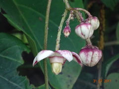 Cynanchum annularium